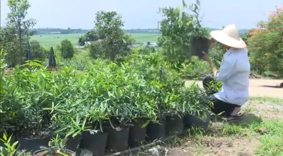 Nhân giống cây xáo tam phân ở tỉnh Đồng Nai.