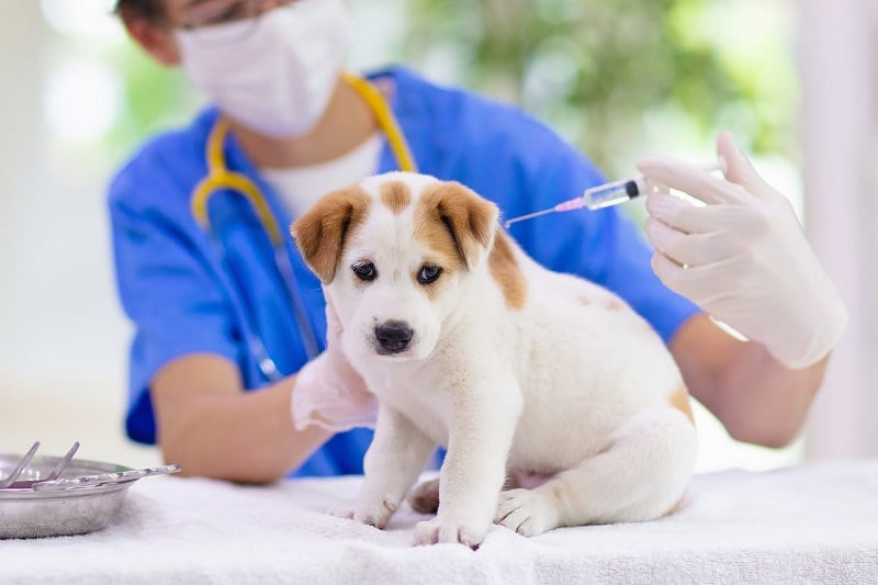 Tiêm phòng là chìa khóa để ngủ chung thú cưng an toàn (Ảnh minh họa)