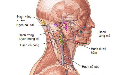 sung hach la dau hieu benh gi 1