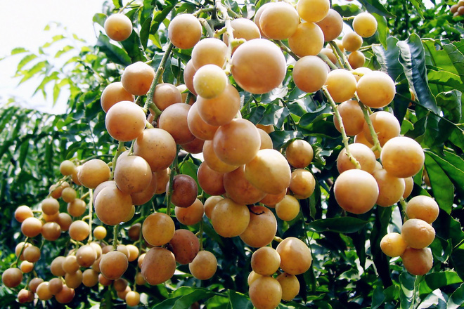 Quất hồng bì: Vua trái cây mùa hè được săn lùng vì sở hữu những chất dinh dưỡng hiếm có - Ảnh 4.
