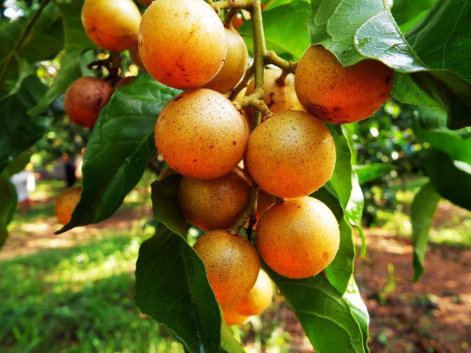 Quất hồng bì: Vua trái cây mùa hè được săn lùng vì sở hữu những chất dinh dưỡng hiếm có - Ảnh 3.