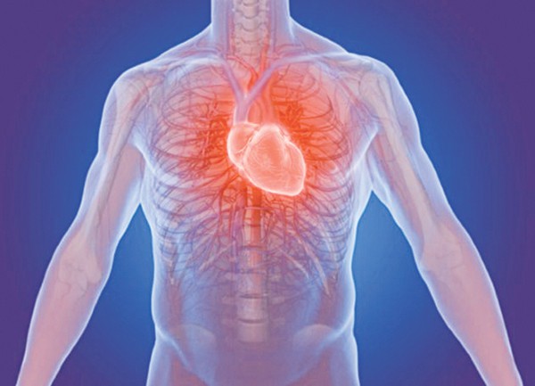 Các loại van cơ thể, đặc biệt là ở tim đóng vai trò quan trọng