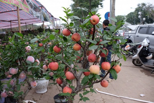 tao bonsai trung quoc co doc khong