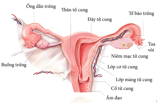 niem mac tu cung mong nen an gi