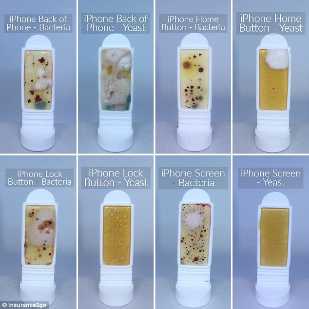 Bộ phận nào trên điện thoại chứa nhiều vi khuẩn nhất: Sử dụng hàng ngày nhưng ít ai biết - Ảnh 2.