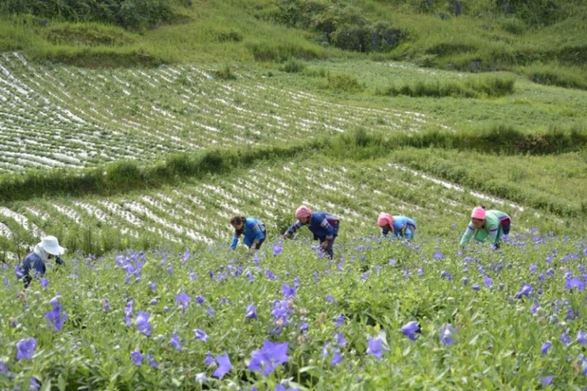 Phát triển chuỗi giá trị dược liệu sạch chuẩn hóa nâng tầm Việt Nam trên bản đồ dược liệu thế giới - Ảnh 1.