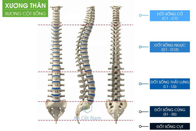 Đau lưng là triệu chứng của bệnh gì? Nguyên nhân và cách chữa hiệu quả - Ảnh 1.