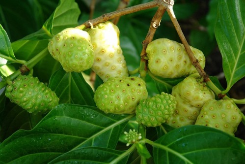 Cach giam dau, ha huyet ap bang cay nhau 2