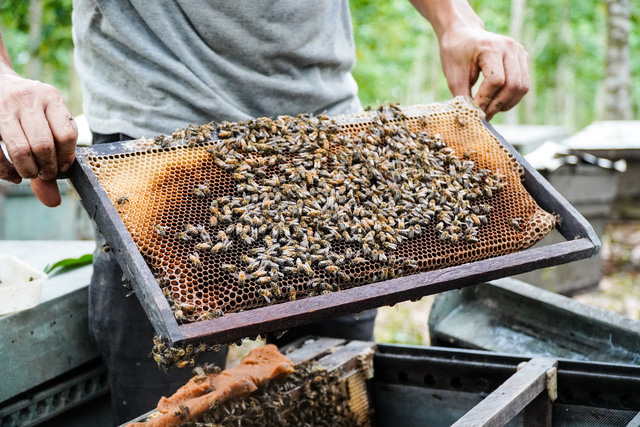 Mức thuế cao không tưởng này trở thành cú sốc lớn với hàng vạn người nuôi ong tại Việt Nam. Ảnh minh họa - Ảnh: Dân trí.