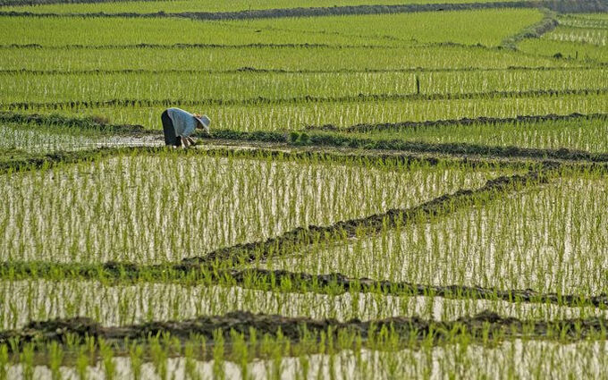 Bắc Giang sẽ chuyển đổi 83ha đất trồng lúa sang đất phi nông nghiệp. (Ảnh minh họa)