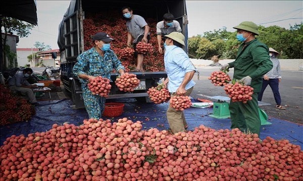 Hàng trăm thương lái Trung Quốc đã có thị thực tới Bắc Giang mua vải thiều.