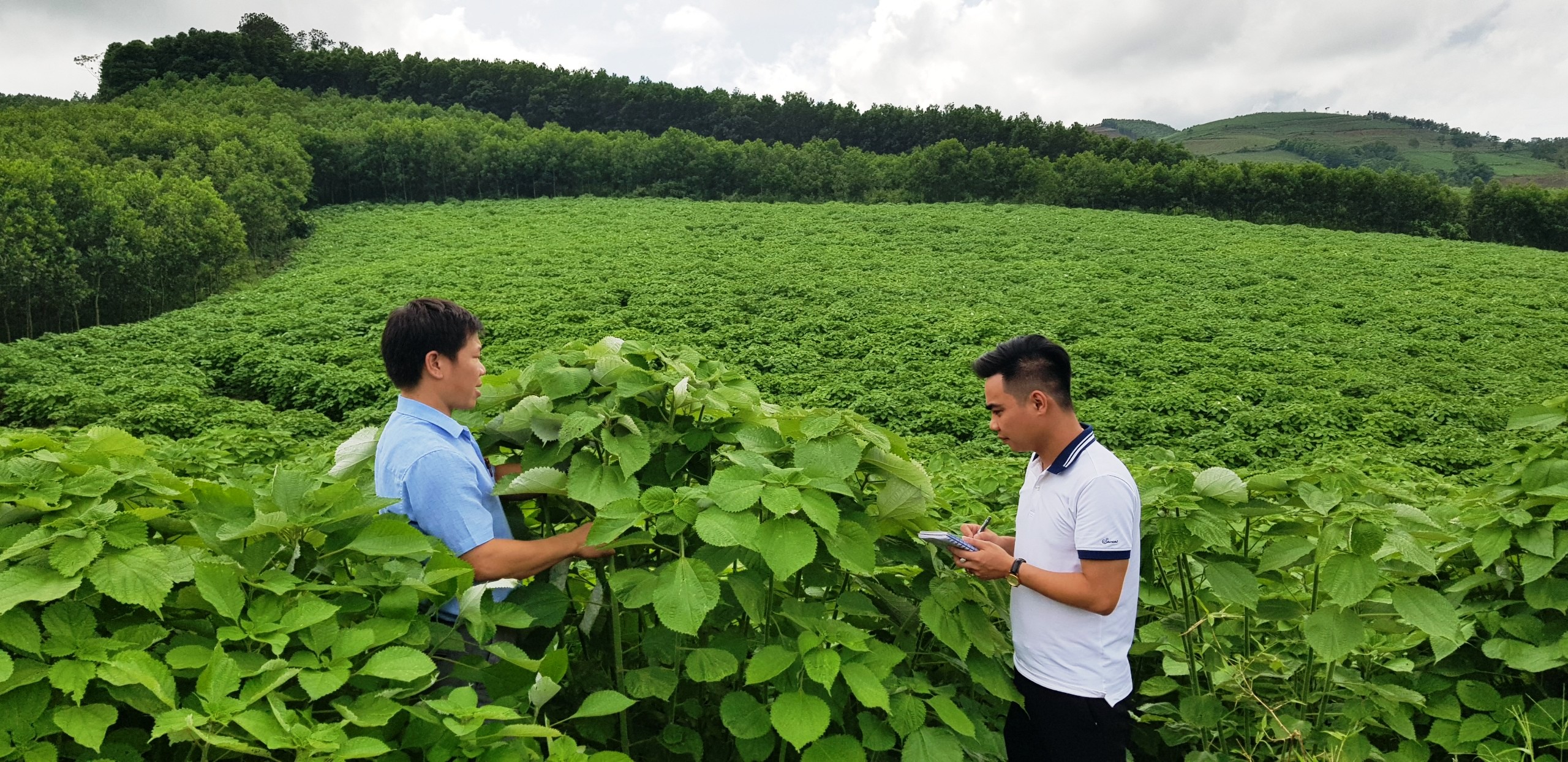 Anh Nguyễn Văn Loan - cán bộ địa chính nông nghiệp xã Cẩm Tú cùng phóng viên đến thăm khu đồi trồng gai của gia đình ông Nguyễn Đình Thảo, Trưởng thôn Thuần Lương.