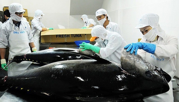 Cá ngừ Việt Nam chịu sức ép lớn nếu Mỹ giảm thuế cho cá ngừ Trung Quốc.