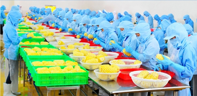 Từ đầu năm đến hết tháng 7/2022 toàn tỉnh Thanh Hóa thu hút thêm 78 doanh nghiệp nông nghiệp đăng ký thành lập mới