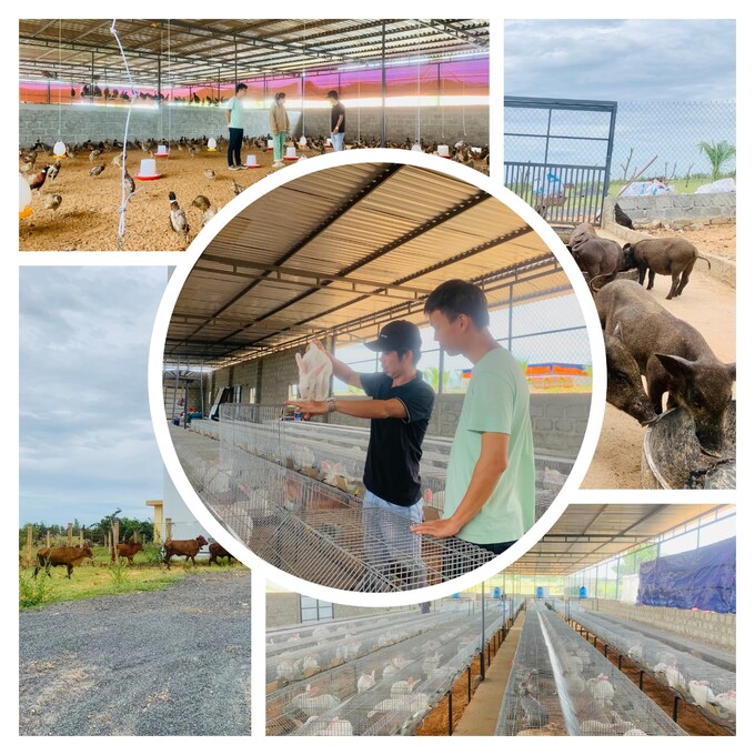 Mô hình nông trại Nam Á Farmstay của anh Thuấn giúp hồi sinh vùng đất sa mạc cát ở Bình Thuận.