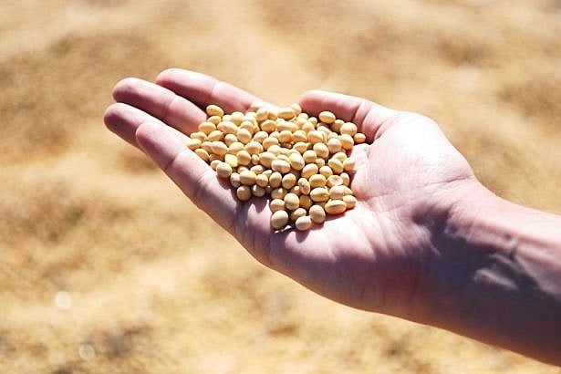Bộ Nông nghiệp xin giảm thuế nhập khẩu khô đậu tương về 0%.