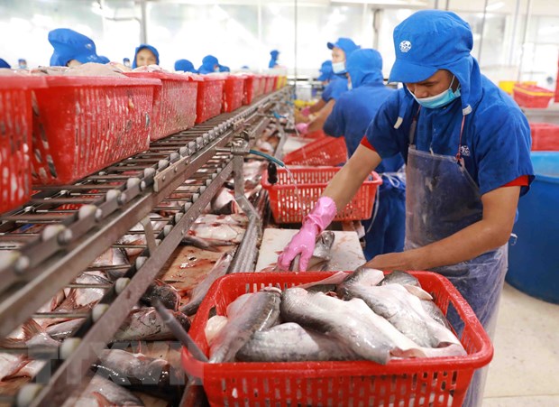 Xuất khẩu cá tra tăng trưởng mạnh trong năm 2022. (Ảnh TTXVN).
