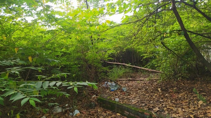 Nhiều năm bỏ hoang, dự án nhà thi đấu Phan Đình Phùng chỉ đang là bãi cây dại mọc um tùm.