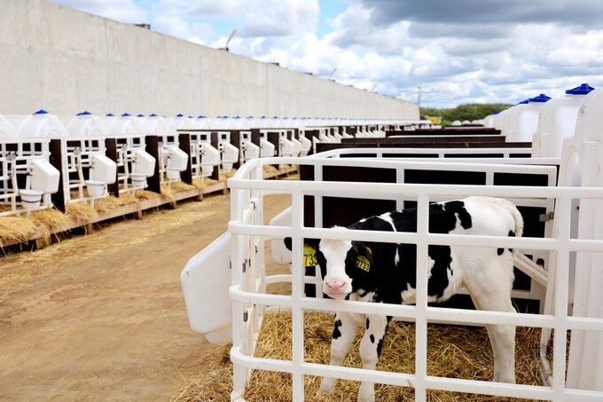 Thiết kế hiện đại tại các khu chăn nuôi bò sữa của TH.