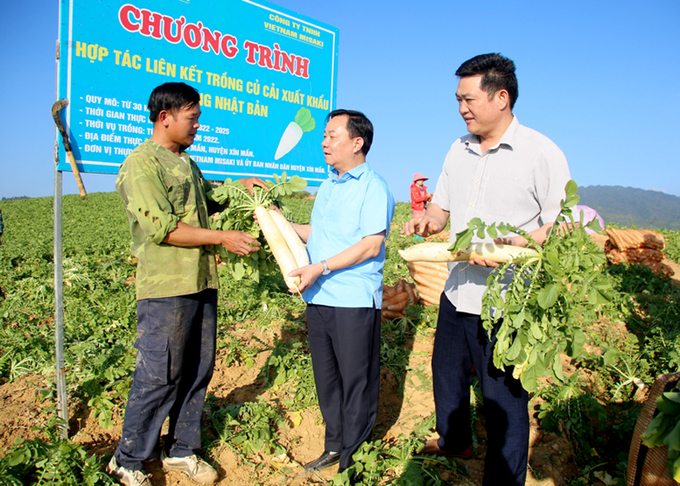 Lần đầu tiên củ cải Hà Giang được xuất khẩu sang thị trường Nhật Bản. (Ảnh: Báo Hà Giang)