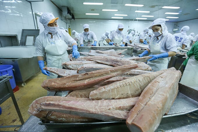 Xuất khẩu cá ngừ Việt Nam lần đầu cán đích 1 tỷ USD.