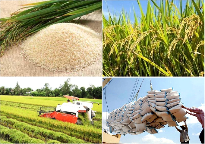 Xuất khẩu gạo Việt Nam được kỳ vọng sẽ đạt 4 tỷ USD trong năm nay.