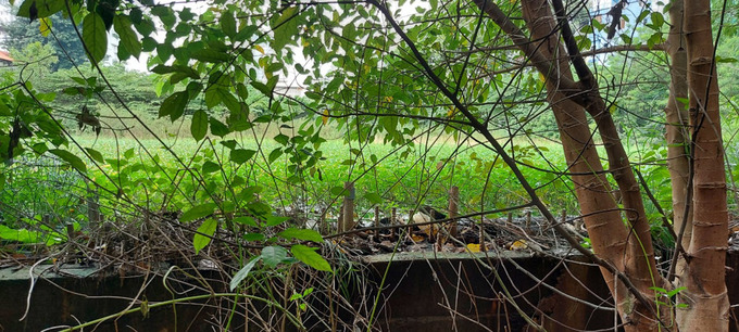 bên trong dự án 1bis – 1kep Nguyễn Đình Chiểu là cây cối, cỏ dại mọc um tùm.