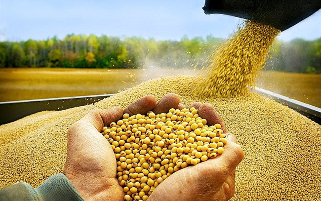 Việt Nam sẽ có nhu cầu nhập khẩu rất lớn khô đậu tương trong những năm tới.