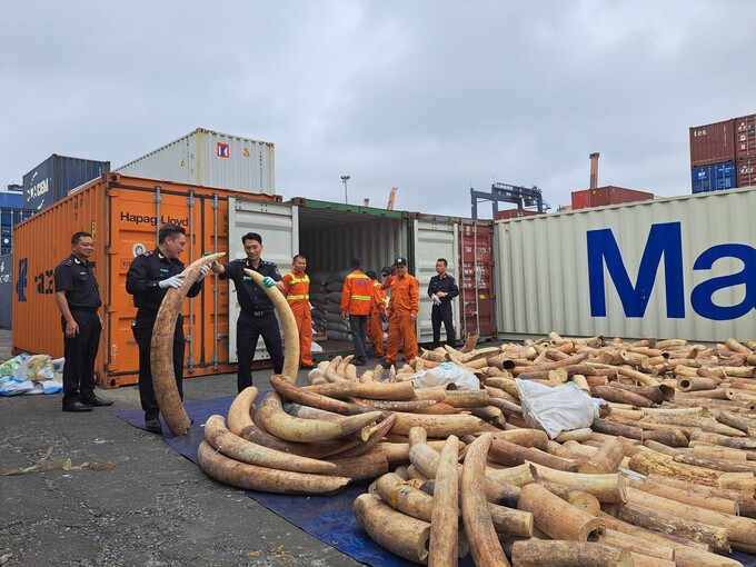 Vụ buôn lậu, vận chuyển trái phép 7 tấn ngà voi được Cục Hải quan Hải Phòng chủ trì phát hiện, bắt giữ ngày 20/3.