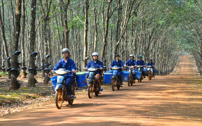 Dự án trồng 10.000 ha cao su tại Lào, Công ty Cổ phần Cao su Tp.HCM chỉ còn 1.035 ha đang khai thác. Ảnh minh họa.