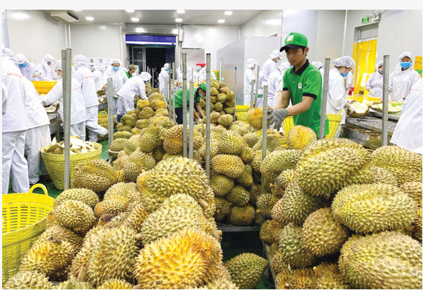 Trung Quốc cảnh báo trái cây Việt Nam vi phạm kiểm dịch thực vật. (Ảnh minh họa).