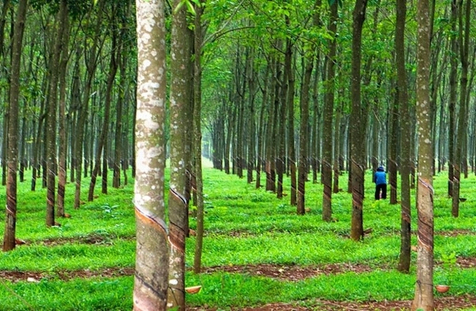 Công ty cổ phần Cao su Đồng Phú - Đắk Nông ( Mã chứng khoán : DPD) giải thể sau 6 năm hoạt động.