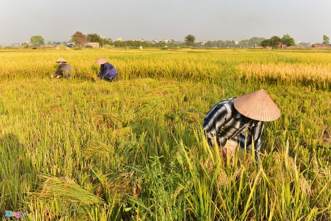 Giá gạo xuất khẩu 5% tấm của Việt Nam tăng 35% so với cùng kỳ năm ngoái lên 558 USD một tấn, cùng lúc gạo bán lẻ trong nước cũng leo thang.