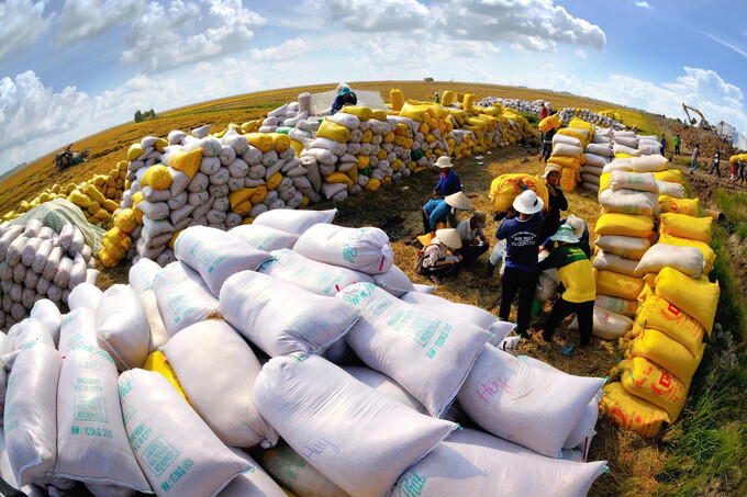 Đề xuất Thủ tướng ban hành chỉ thị tăng cường xuất khẩu gạo.