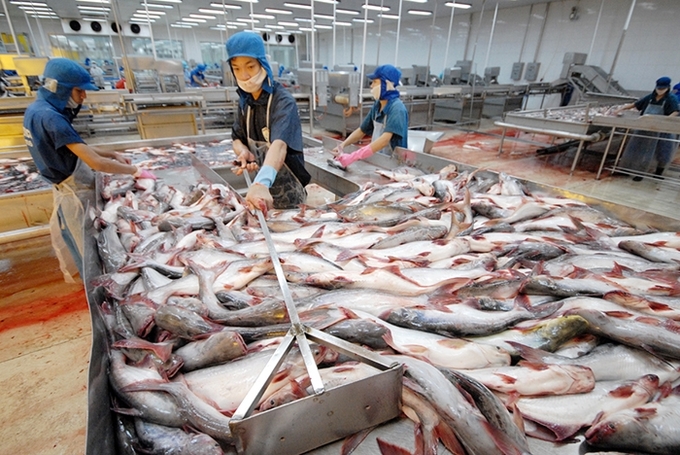 Dự báo kim ngạch xuất khẩu cá tra năm 2023 giảm 15%.