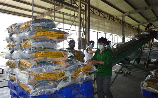 Sản xuất gạo tại Công ty Cổ phần Tập đoàn Tân Long - Chi nhánh Đồng Thá ở xã Định An, huyện Lấp Vò, Đồng Tháp. (Ảnh: Nhựt An/TTXVN).
