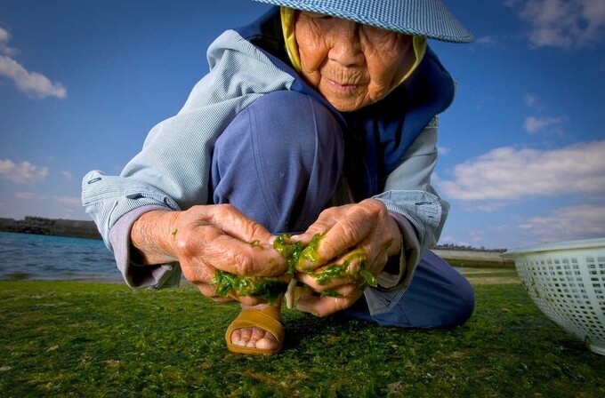 Cụ Kame Ogito, 89 tuổi, thu thập rong biển khi thủy triều xuống ở Motobu, Okinawa, Nhật Bản (Ảnh minh họa: NPR).