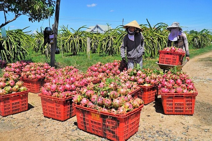 Xuất khẩu nông sản qua Cửa khẩu Lào Cai đạt gần 220 triệu USD.