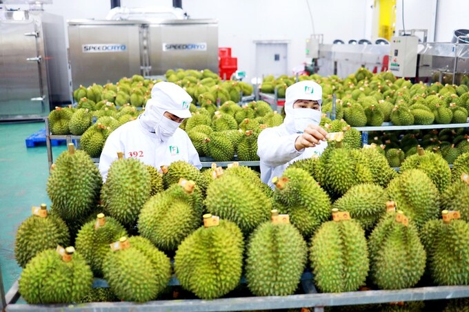 Sầu riêng đã trở thành mặt hàng xuất khẩu trên 1 tỷ USD chỉ sau thời gian ngắn Trung Quốc mở cửa thị trường cho loại trái cây này.