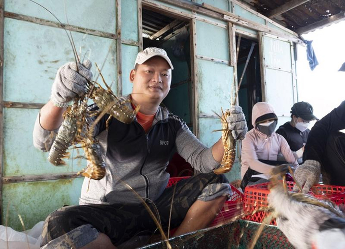 Tôm hùm bông là loài thủy sản được nuôi nhiều tại Khánh Hòa.