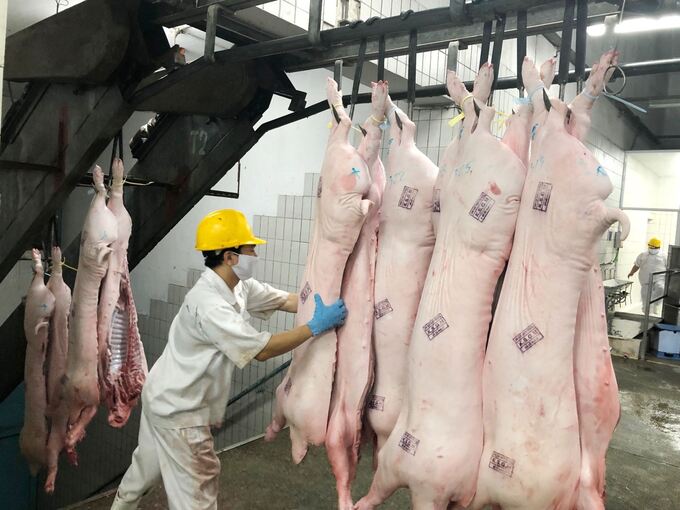 Lợn được giết mổ trên dây chuyền đảm bảo vệ sinh, có kiểm dịch của thú y.
