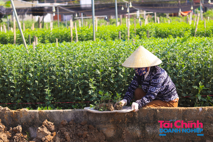 Người dân làng hoa Đông Cương nhổ cây giống đã ươm sẵn để trồng tại thửa đất đã cày bừa, chuẩn bị cho dịp Tết âm lịch.