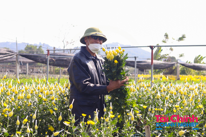 Theo thống kê, trung bình mỗi vụ, người nông dân ở làng hoa Đông Cương có thể thu được từ 20-30 triệu đồng, thậm chí có gia đình thu về cả trăm triệu đồng từ nghề trồng hoa bán Tết.