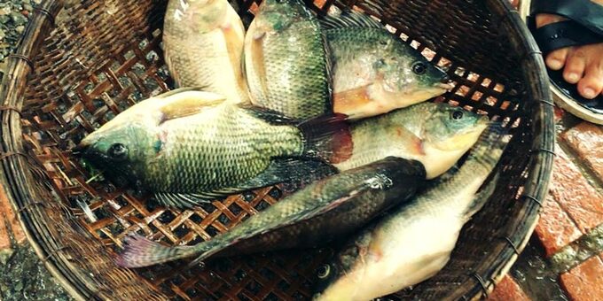 Brazil dừng nhập khẩu cá rô phi Việt Nam.