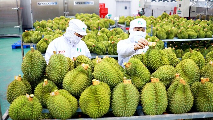 Năm 2023, Việt Nam đã vượt Chile trở thành nước xuất khẩu rau quả lớn thứ 2 sang Trung Quốc nhờ giá trị xuất khẩu sầu riêng tăng vọt. (Ảnh minh họa)