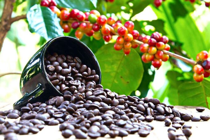 Cà phê hữu cơ Việt Nam xuất khẩu vào thị trường Nhật Bản.