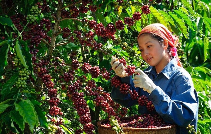 Giá cà phê Robusta tiếp tục giảm mạnh, Arabica ngược chiều tăng. Ảnh minh họa: Báo Lâm Đồng.