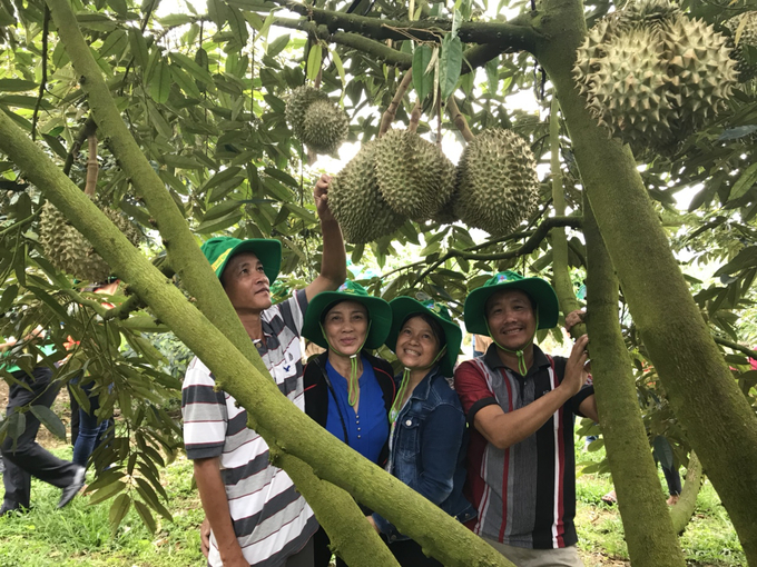 Cây sầu riêng sử dụng Phân bón Phú mỹ có năng suất cao, mẫu mã đẹp, chất lượng thơm ngon