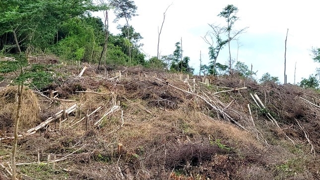 Một vụ phá rừng thuộc lâm phần quản lý của Công ty TNHH MTV Lâm nghiệp Kông H’de. Ảnh VKS.