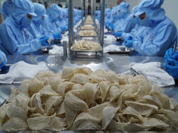 Công ty TNHH sản xuất Yến sào Khánh Hòa bị phạt 115 triệu đồng vì khai khống vốn điều lệ. (Ảnh minh hoạ)